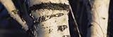 IMAGE OF Close-Up of the Trunk of a Birch Tree by Panoramic Images , 20x60