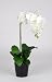 Artificial 25" Single Stem Phalaenopsis Orchid