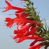 Standing Cypress (Ipomopsis rubra) - Jumbo Wildflower Seed Packet