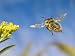 Leaf-Cutting Bee (Megachile Sp.) and Goldenrod Flower (Solidago Sp.), North America Photographic Poster Print by Michael Durham/Minden Pictures, 40x30