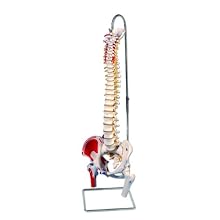 3B Scientific A58/3 Classic Flexible Spine Model with Femur Heads and Painted Muscles, 32.7" Height
