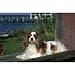 Cavalier King Charles Floor Mat- 27" width x 18" length