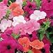 SUTTONS SEEDS: Petunia Trailing Value Hybrids (220 seeds)