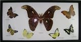 Atlas Moth + 6 Real Butterfly Insect Collection Picture Display, Framed, 10