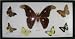 Atlas Moth + 6 Real Butterfly Insect Collection Picture Display, Framed, 10"x19"