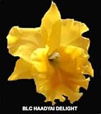 Blc Haadyai Delight 1589H