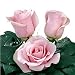 150 Stems of Pink Roses (Titanic) 27.55'' (70cm.)
