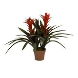 IMAX Red Guimania 24