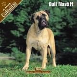 2008 Bull Mastiff 2008 16 Month Wall Calendar **IN STOCK NOW**