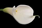 Weisse Calla Lilie - 24