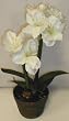 18" Double Potted Amaryllis