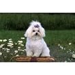 Maltese Floor Mat- 27 width x 18 length