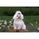 Maltese Floor Mat- 27 width x 18 length