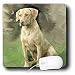 All Products : Dogs Chesapeake Bay Retriever - Chesapeake Bay Retriever - Mouse Pads