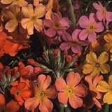 Primula candelabra 'Rainbows' Seeds x 1 Pkt FREEPOST UK