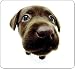 Allsop Chocolate Lab Mouse Pad - Mouse pad