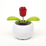 Solarblume 'Waving Rose'
