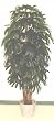 6' Raphis Palm