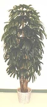 6' Raphis Palm