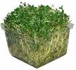 Mustard Sprouting Seeds- 4 ozs - Sharp & Spicy Flavor