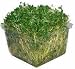 Mustard Sprouting Seeds- 4 ozs - Sharp & Spicy Flavor
