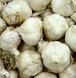 3+ ounces Italian Late Garlic Bulbs - SALE*