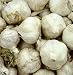 3+ ounces Italian Late Garlic Bulbs - SALE*