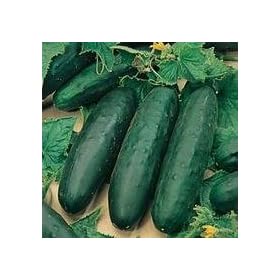 CUCUMBER - Marketmore - 50 SEEDS