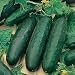 CUCUMBER - Marketmore - 50 SEEDS