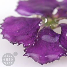 Cover image : 美しい生花で作られた誕生花**リアルフラワー携帯ストラップ(7月/なでしこ)