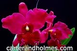 Blc Teresa