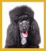 poodle31 - Poodle Standard Black Portrait Bookmark