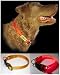 Pet Supplies : Illuminated Dog Safety Collar -Medium (Orange)
