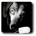 Dogs Dachshund - Black Dachshund Portrait - Mouse Pads