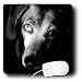 dachshund2 - Dogs Dachshund Black Dachshund Portrait Mouse Pads