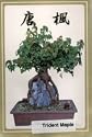 Bonsai Boy's Trident Maple Seeds