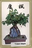 3181BPDT0EL. SL160  Bonsai Boys Trident Maple Seeds