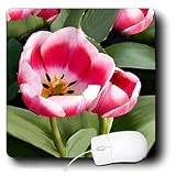 Flowers - Tulips - Mouse Pads