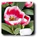 Electronics : Flowers - Tulips - Mouse Pads