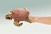 Search : Folkmanis Mini Loggerhead Turtle Finger Puppet