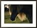 Chincoteague pony Framed Art Print by James L. Stanfield, 29" x 22"