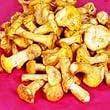 Fresh European Chanterelle Mushrooms - 3lbs