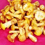 Fresh European Chanterelle Mushrooms - 3lbs