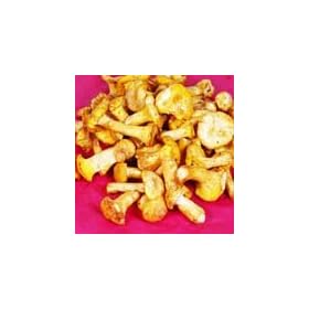 Fresh European Chanterelle Mushrooms - 3lbs