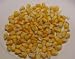 Popcorn, Yellow, Organic, 25# Bulk