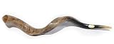 42- 44 Extra Large Yemenite Kudu Horn Polished Shofar, with Free Anti Odor Spray, Made in Israel
