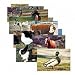 Farm Animal Posters (Set of 10)