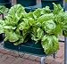 Autopot Garden Double Tray Basic