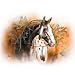 Native American Horse Women's Sweatshirt : Circle of Vision - Appaloosa