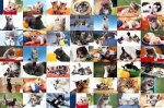 1000�s�[�X �˂��������ς�
